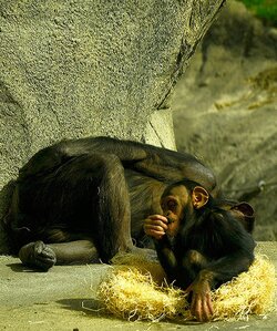 $Chimp and mom 2.jpg