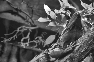 $Iguana 2.webp