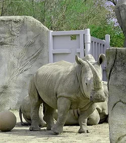 $Rhino 2.webp