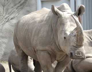 $Rhino.webp