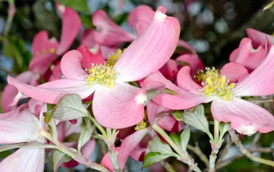 $pink dogwood 3.webp