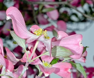$pink dogwood.webp