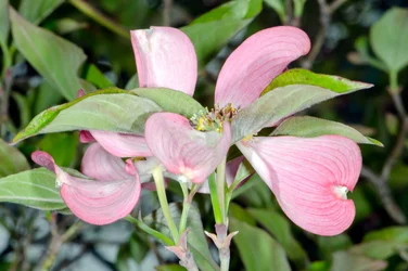 $pink dogwood 2.webp