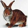 $funny_bunny_avatar_picture_62616.webp