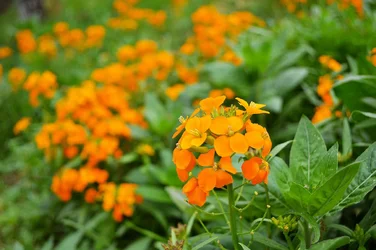$orange flower.webp
