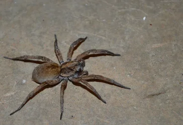 $spidervf.webp