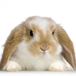 $cutebun.webp
