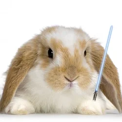$jedubunny.webp