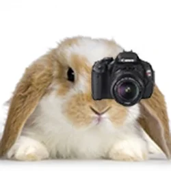 $bunny-cam.webp