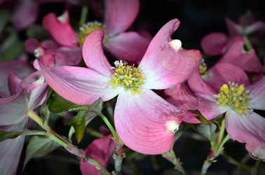 $pink dogwood 1.webp