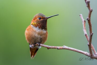 $hummingbird-5 resized.jpg