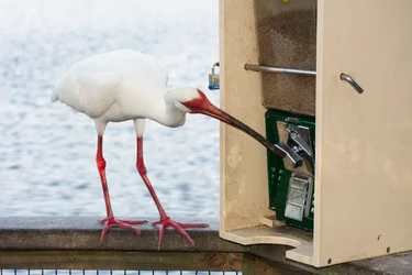 $Bird Trying To Get Food.webp