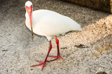 $Bird.webp