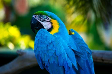 $Blue-Gold Macaw.webp