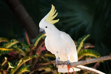$Cockatoo.webp