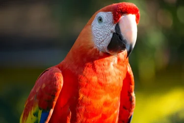 $Macaw.webp