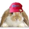 $pgfdbunny.webp