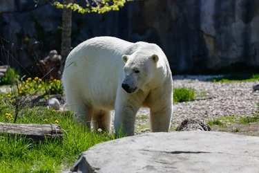 $brookfield zoo-1.webp