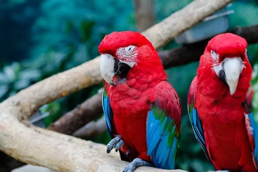 $brookfield zoo-4.webp
