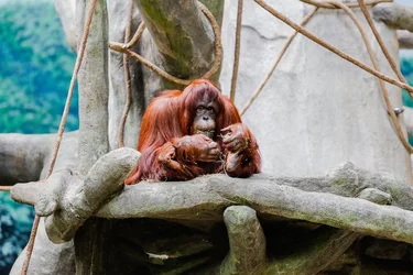 $brookfield zoo-6.webp