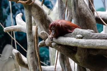 $brookfield zoo-8.webp