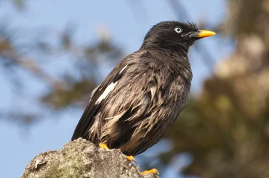 $bird_21.webp