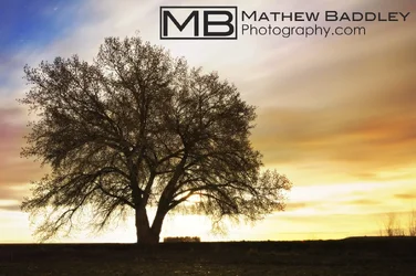 $The tree colored copy.webp $The tree colored copy.webp