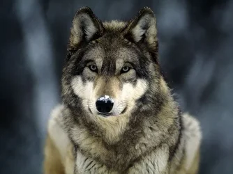 $grey-wolf_565_600x450.webp