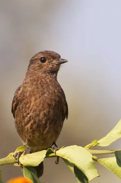 $bird_25.webp