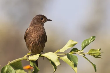 $bird_24.webp
