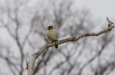 $Bird-ID.webp