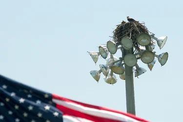 $osprey patriotica.webp