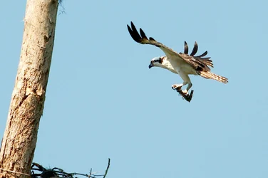 $osprey flying 1.webp