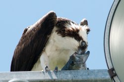 $osprey eating fish 3a.jpg
