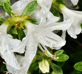 $WHITE BLOOM-3.1.SMALL.webp