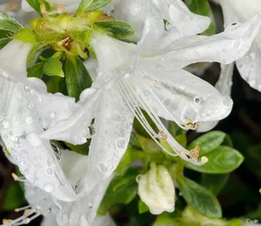 $White bloom-2.small.webp