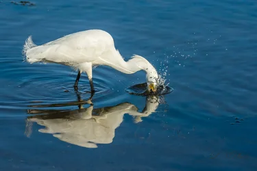 $Snow Egret-4 resized.webp