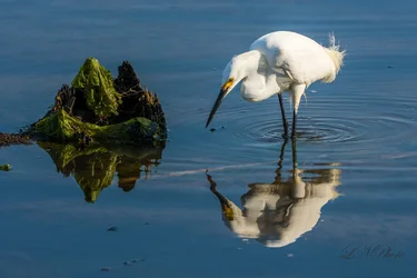$Snow Egret-2 resized.webp