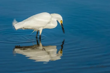 $Snow Egret-3 resized.webp