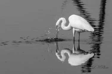 $Snow Egret-5 resized.webp