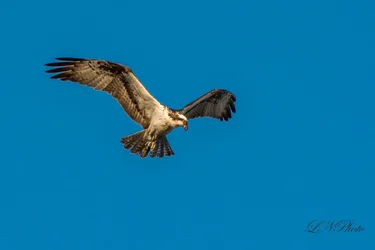 $Osprey-1 resized.webp