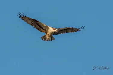 $Osprey-2 resized.webp