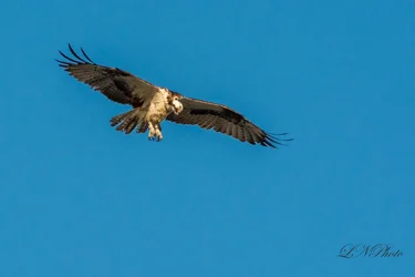 $Osprey-3 resized.webp