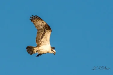 $Osprey-4 resized.webp