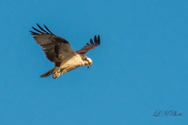 $Osprey-5 resized.webp