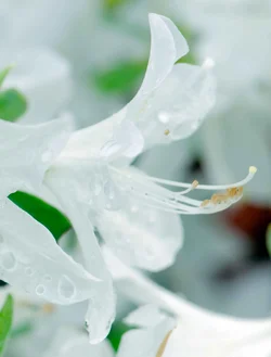 $White bloom-3.small.webp