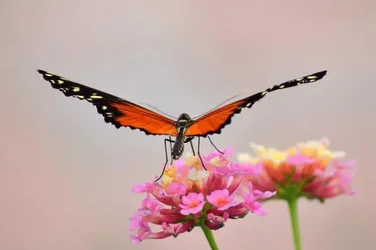 $24416-_0079Butterflies_237-1.webp