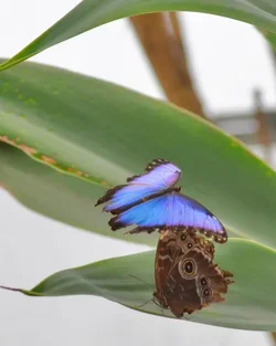 $24416-Butterflies_071-1.webp