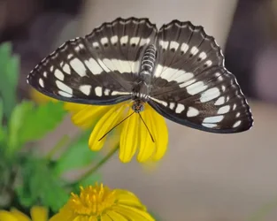 $24416-_0065Butterflies_146-1.webp