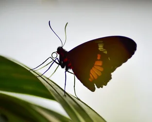 $24416-_0062Butterflies_086-1.webp